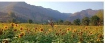 पाल्पाको निस्दी गाउँपालिकामा सूर्यमुखी फूलखेती
