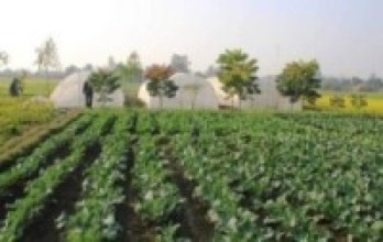 तनहुँमा उत्पादित तरकारी जिल्लाभित्रै