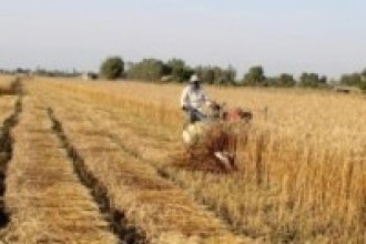 किसान लाई गहुँ काट्न चटारो