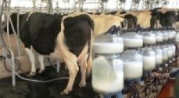 लकडाउनले दमौलीका पशुपालक कृषक मारमा