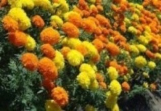 तङ्ग्रिँदै पुष्प व्यवसाय   