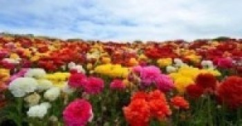 पुष्प व्यवसायी मर्कामा ! काटेर फाल्नुको विकल्प छैन