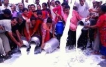 दूध बिक्री नभएपछि बाँकेमा दूध पोख्दै किसान