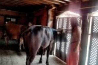 कुटिया भित्र साँढे