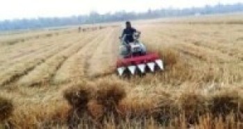 भैरहवामा बाली स्याहार्दै किसान