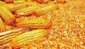 किसानलाई उन्नत जातको मकैको बीउ अनुदानमा