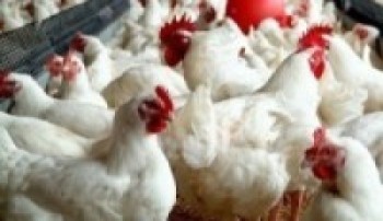   व्यावसायिक कुखुरापालनबाट मनग्य आम्दानी   