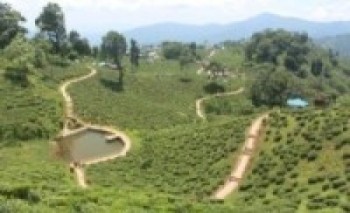 खेर गयो ६० लाख केजी हरियो चियापत्ती