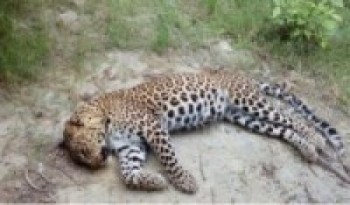 मृतावस्थामा चितुवा फेला