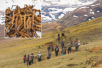 रोकियो यार्सा सङ्कलन