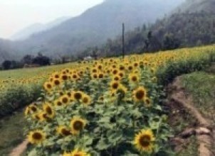 कमलका कृषकहरु सूर्यमुखी फूल खेतीमा आकर्षित