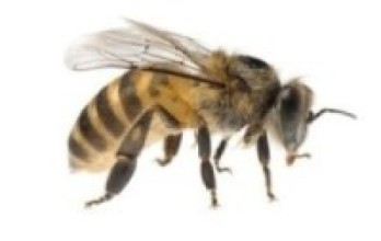 "खाग" अजिङ्गरजस्तै किराले टोकेर छ जना घाइते