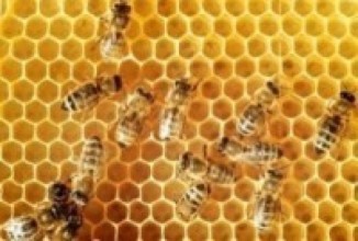 लकडाउनका कारण प्युठानका मौरीपालन किसानलाई मह काढ्न समस्या