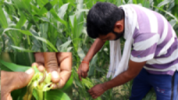 मकैबालीमा फौजी कीराको प्रकोप
