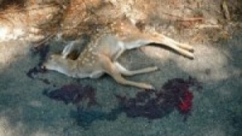 जङ्गली  जनावर मारेको अभियोगमा  पक्राउ