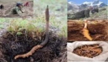 कोरोनाका कारण बझाङमा पनि यार्सा टिप्न प्रतिबन्ध