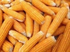 बीउको अभावमा ठिमाह बीउ रोप्दै कृषक