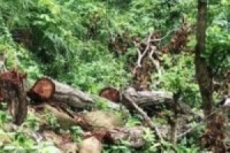 तिनकोसे जङ्गलमा रुख काट्दै गर्दा  पक्राउ