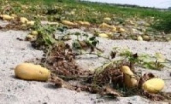 बारीमा कुहियो, बजारमा अभाव !