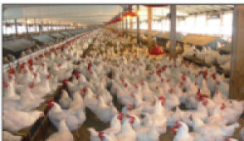 लकडाउनले कुखुरा व्यवसाय धरापमा : व्यवसायी विस्थापित हुने अवस्थामा