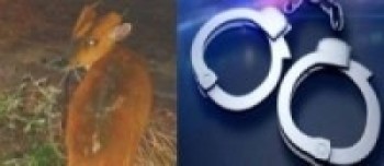 मृत रतुवा मृगसहित सप्तरीमा दुईजना पक्राउ