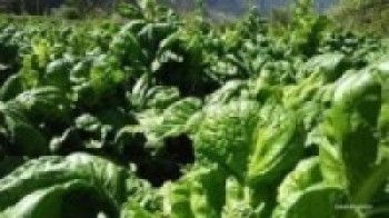 मुस्ताङको साग निःशुल्क वितरण