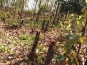 लकडाउनमा तस्करको निशानामा वन