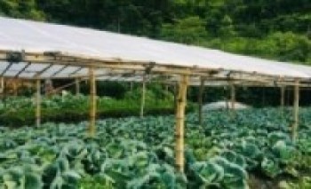 किसानका उत्पादन सरकारी संस्थानले खरिद गर्दै