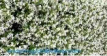 पारिजात : फूल एक फाइदा अनेक (जानी राखौ)