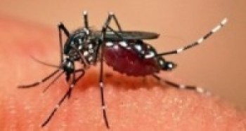 म्याग्दीमा डेङ्गु