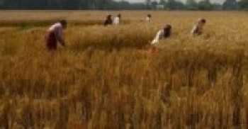 कैलाली : किसानलाई गहुँ भित्र्याउने चटारो, दललाई चुनावको