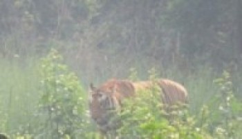 बेँसीसहरमा चरी बाघ फेला : नियन्त्रण लिएर जङ्गलमा छाडियो