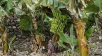 झापाका किसान धान खेत मासेर केराखेतीतर्फ आकर्षित