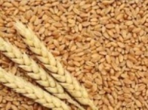 खाद्य कम्पनी चार जिल्लाबाट गहुँ खरीद गर्दै