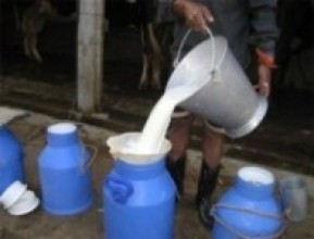 खपत कम हुँदा दूध किसानले पाएनन् भुक्तानी