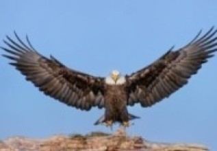 गिद्ध संरक्षणमा चुनौती