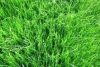 पानीले कुहाउन थाल्यो किसानको घाँस