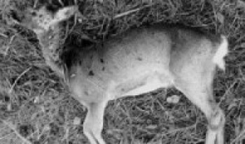 रतुवा मृगको शिकार गरेको आरोपमा गोरखामा सात पक्राउ