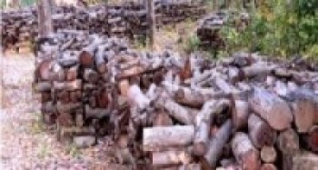 काठ बेचेर आम्दानी !  