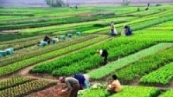 व्यावसायिक तरकारीखेतीमा कृषि सहकारी 