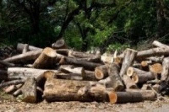 वनमा विशेष गस्ती : चोरीका काठ बरामद