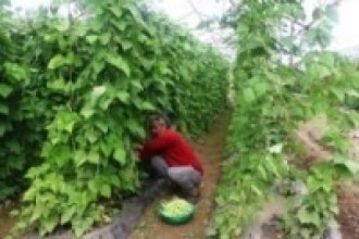 ‘कृषिमा दुई लाख रोजगारीको सम्भावना’