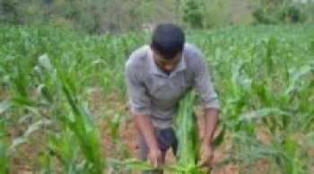 फौजी किराले मकै नष्ट गर्न थाल्यो  