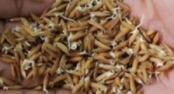 धानको बीउ नपाउँदा अन्नको सङ्कट बढ्ने त्रास