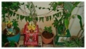 रोपियो घर–घरमा कीटाणुनाशक तुलसी