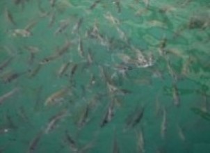 उत्पादन शुरु भो भयपङ्गास माछाको भुरा