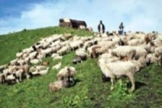 भेडापालन किसानको आम्दानीको नयाँ स्रोत ‘भोटे कुकुर’का छाउरा   