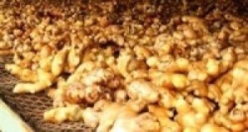 अदुवा खेतीले बढायो इलामका किसानको आम्दानी