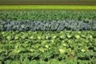 तिलोत्तमाः जमीन चक्लाबन्दी गरी व्यावसायिक खेती गरिने