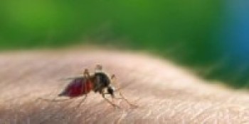 भारतबाट फर्केर क्वारेन्टिनमा बसेका व्यक्तिको अनिवार्य औलो परीक्षण हुने